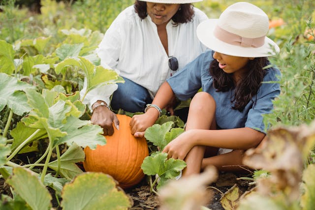 Is Pumpkin a Fruit or Vegetable? The Surprising Truth Explained