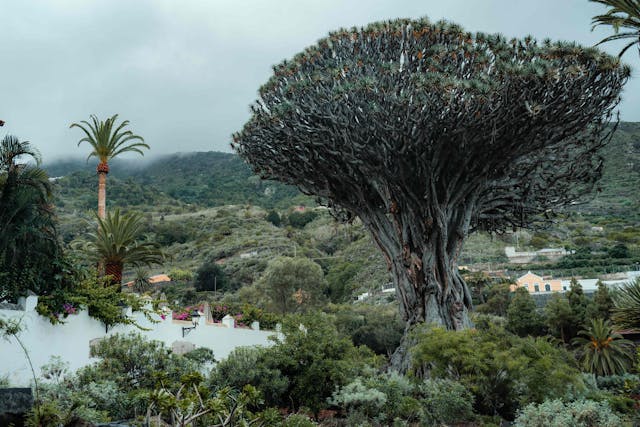 Dragon Blood Tree: The Magical Tree That Bleeds Red