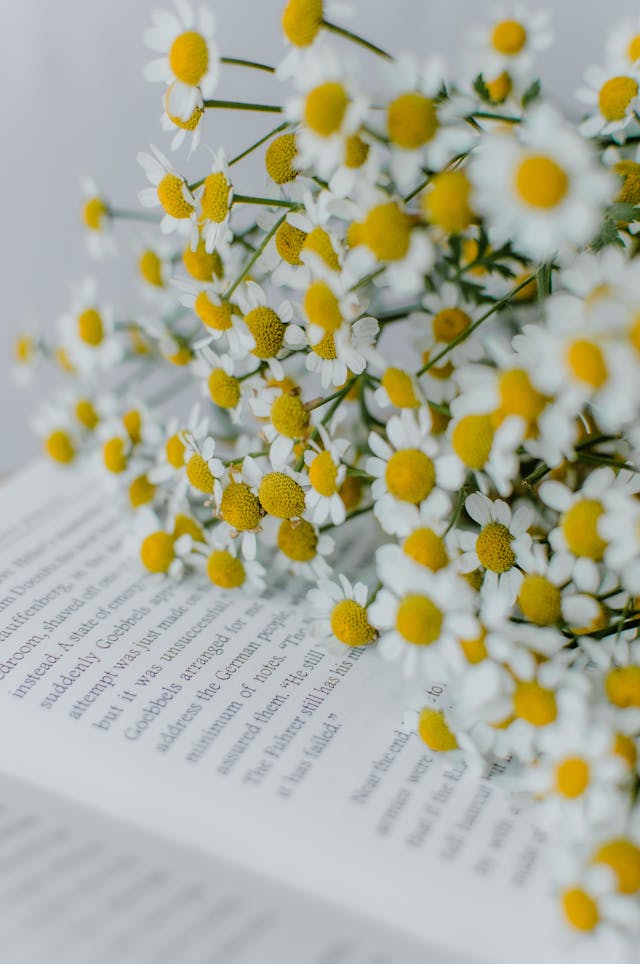 Charalabush How to Buy: The Ultimate Beginner-Friendly Guide