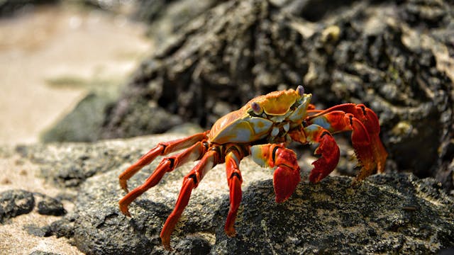 Hermit Crab Longevity: How Long Do Hermit Crabs Live?