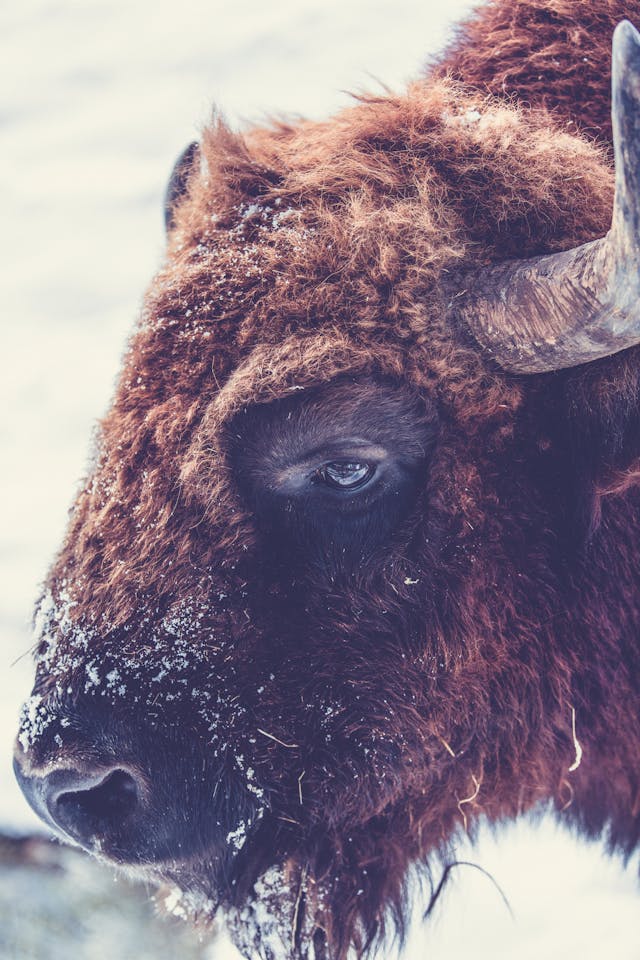 Yellowstone Bison Herd Lawsuit: What’s Happening in 2025