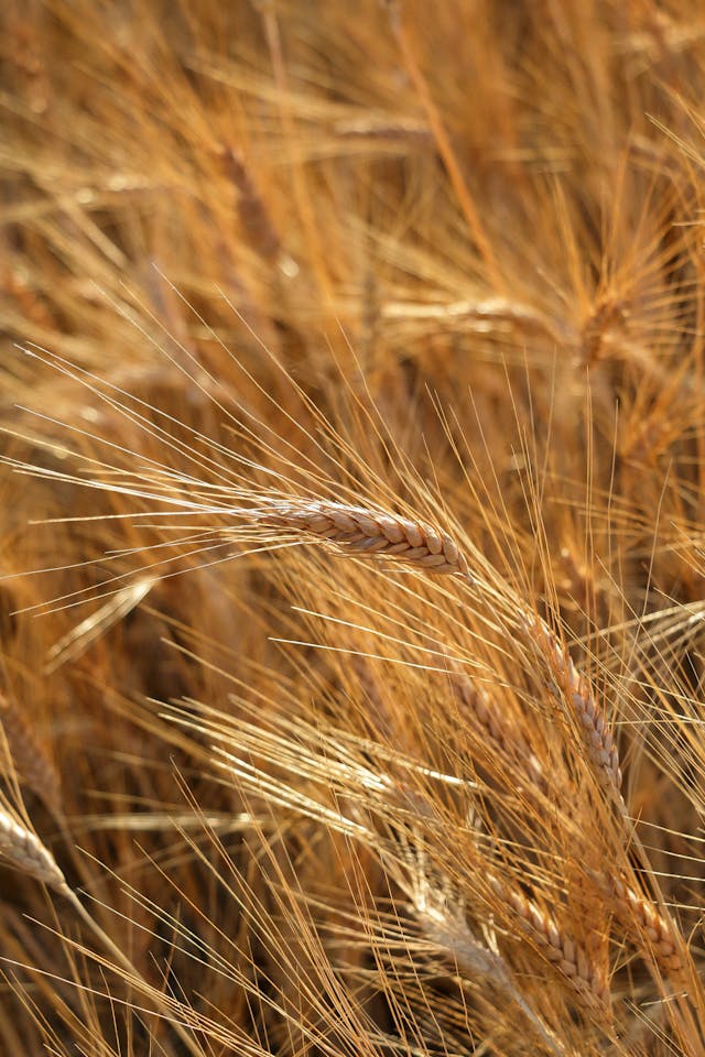 What Are the Four Methods of Managing Pests? A Simple Guide to Pest Control