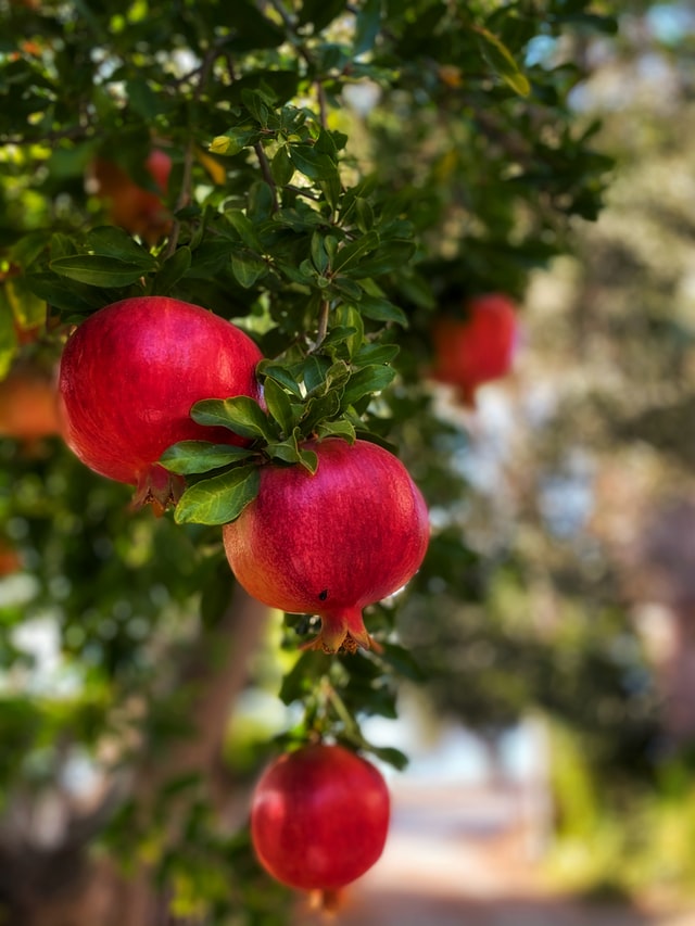 Pomegranate: Good for health.