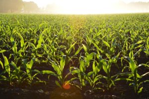 How Long Does Corn Take to Grow? - Buy Fresh Buy Local Hampton Roads