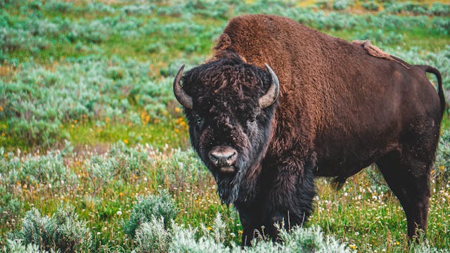 Yellowstone Bison Herd Lawsuit: What’s Happening in 2025