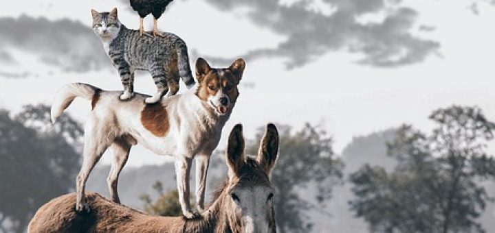 Fletcher Farm Southampton Guide to Family Farm Adventures