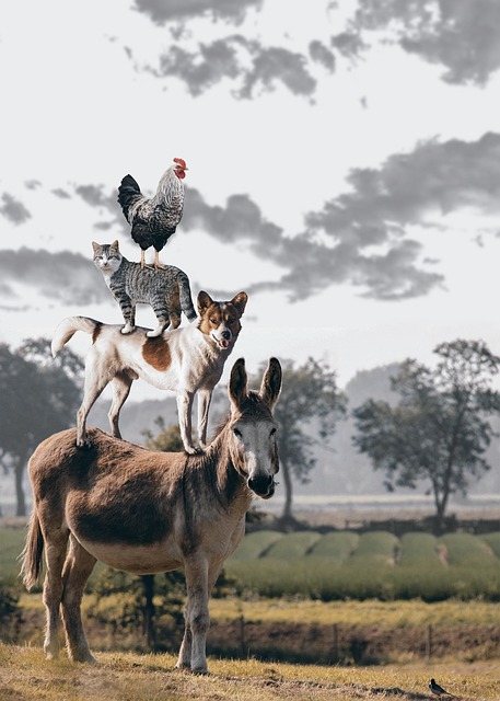 Fletcher Farm Southampton Guide to Family Farm Adventures