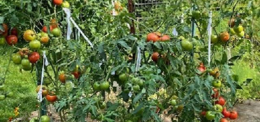 When to Plant Tomatoes in My Zone Hampton Guide
