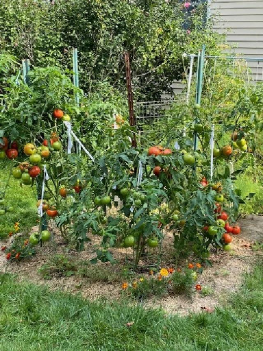 When to Plant Tomatoes in My Zone Hampton Guide