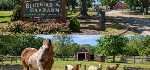 Bluebird Gap Farm Pine Chapel Road Hampton VA Guide