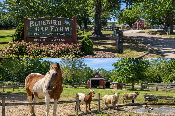 Bluebird Gap Farm Pine Chapel Road Hampton VA Guide